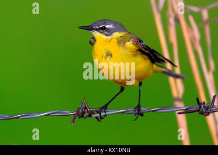 Polen, Biebrzanski Nationalpark - Nahaufnahme einer Schafstelze Vogel - Latein: Motacilla flava Stockfoto