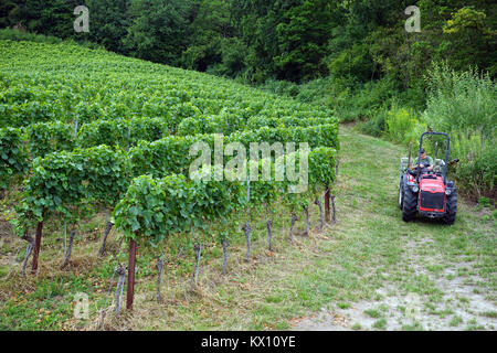 GUDREFIN, SCHWEIZ - ca. August 2015 Bauer im Traktor in der Nähe von weingarten Stockfoto