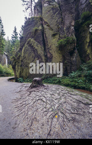 Die baumwurzeln auf dem Weg in den nationalen Naturschutzgebiet Adrspach-Teplice Felsen in der Nähe von adersbach Dorf in der nordöstlichen Region Böhmen, Tschechische Republik Stockfoto