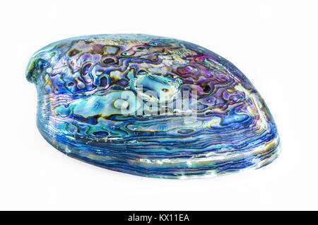 Neuseeland Paua Shell (Haliotis Iris) auf weißem Hintergrund. Stockfoto