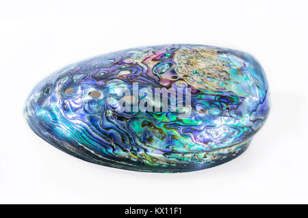 Neuseeland Paua Shell (Haliotis Iris) auf weißem Hintergrund. Stockfoto