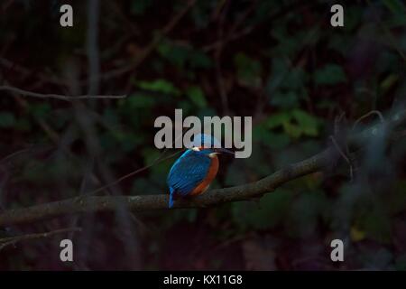 Eisvogel an ninesprings Country Park Yeovil Somerset UK Stockfoto