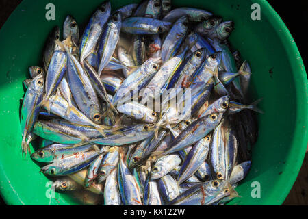 Frische Sardinen in einem Eimer auf der Pier in Santa Maria, Kap Verde, Afrika Stockfoto