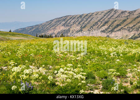 Eine große Almwiese mit Kuh Pastinake und Indian Paintbrush über Fox Creek Canyon unter Fox Creek Pass gefüllt. Jedediah Smith Wildnis, Wy Stockfoto