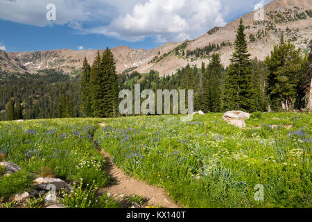 Teton Gipfel hoch über einer großen Wiese besteht in erster Linie aus Kuh Pastinake und Lupin Wildblumen in der North Fork der Teton Canyon. Jedediah SMI Stockfoto