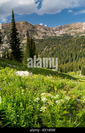 Cow parsnip Wildblumen blühen in einer Wiese hoch über der North Fork der Teton Canyon in den Teton Mountains. Jedediah Smith Wüste, Wyoming Stockfoto