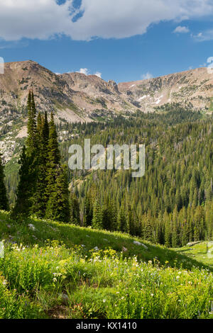 Cow parsnip Wildblumen blühen hoch über der North Fork der Teton Canyon in den Teton Mountains. Jedediah Smith Wüste, Wyoming Stockfoto