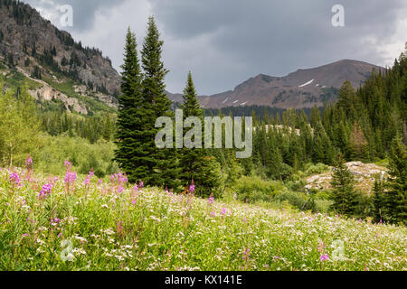 Eine große Wiese mit Wildblumen blühen weiß Aster und fireweed Wildblumen unter Teton Spitzen über die North Fork der Teton Canyon steigen. Jedediah S Stockfoto