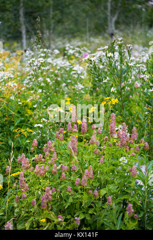 Riesige ysop Wildblumen blühen entlang der Huckleberry Trail in der North Fork der Teton Canyon. Jedediah Smith Wüste, Wyoming Stockfoto