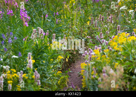 Ein starkes Wachstum der riesigen Ysop, fireweed und andere Wildblumen blühen entlang der Wilson Canyon Trail in der Gros Ventre Berge. Bridger-Teton Nat Stockfoto