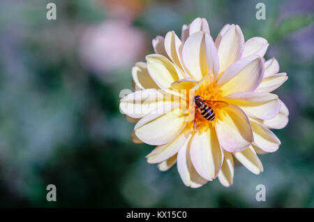 Zarte weiße Blume mit Biene auf grünem Hintergrund Stockfoto