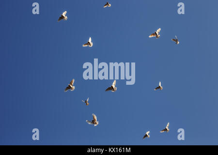 Eine Herde von Tauben fliegen in den blauen Himmel. Stockfoto