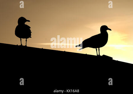 Zwei Möwen Silhouette am Dach des Gebäudes. Stockfoto