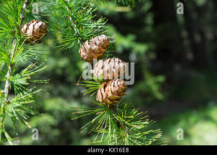 Sprig der europäischen Lärche, larix decidua mit reifen Tannenzapfen auf unscharfen Hintergrund und kopieren Raum auf der rechten Seite. Foto im Sommer auf der Alpen Stockfoto