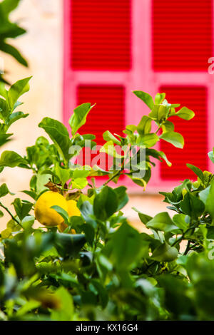 Tree Lemon Tree mit Zitronen und verschwommenes bunte Fenster in der italienischen Stadt Riomaggiore an der ligurischen Küste Stockfoto