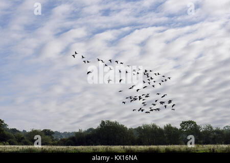 Graugans - Anser anser Stockfoto