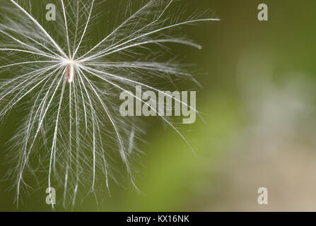 Marsh Distel - Cirsium palustre Stockfoto