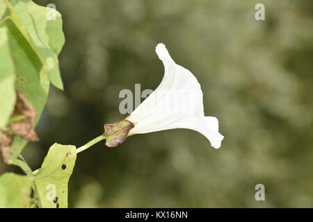 Hecke Ackerwinde - Calystegia sepium Stockfoto