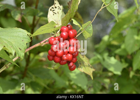 Gefüllte Schneeball - Viburnum opulus Stockfoto