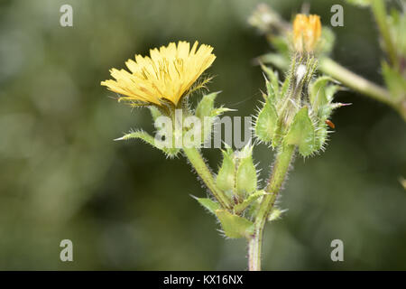 Borstige Ox-Zunge-Helminthotheca echioides Stockfoto