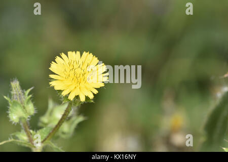 Borstige Ox-Zunge-Helminthotheca echioides Stockfoto