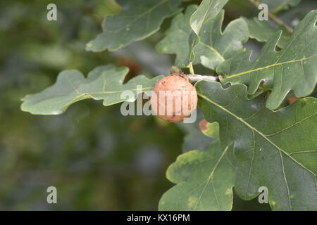 Eiche Apple Gall - verursacht durch Wasp Biorhiza Githago Stockfoto