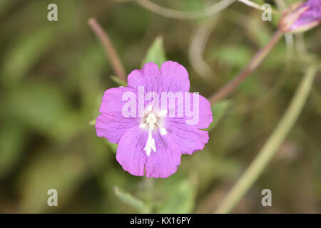 Großen Weidenröschen - Epilobium hirsutum Stockfoto