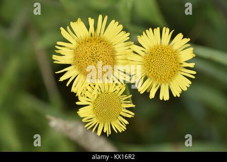 Gemeinsamen Berufkraut - Pulicaria dysenterica Stockfoto