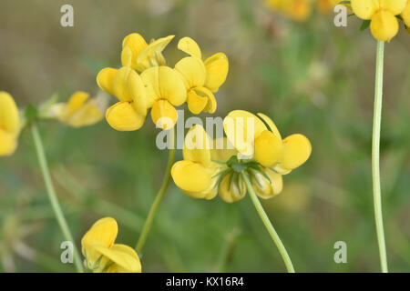 Mehr Vogel's – Foot Trefoil - Lotus pedunculatus Stockfoto