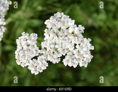 Schafgarbe - Achillea millefolium Stockfoto