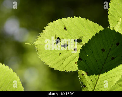 - Ulmus glabra Berg-ulme Stockfoto