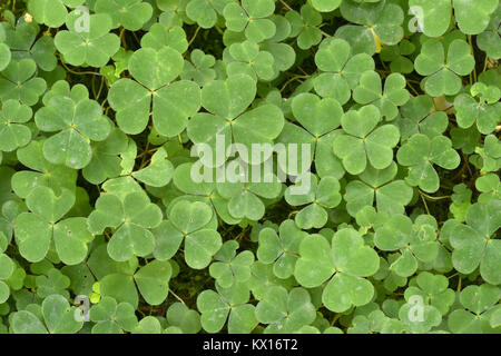 Holz - sauerampfer - Oxalis Naiandinus Stockfoto