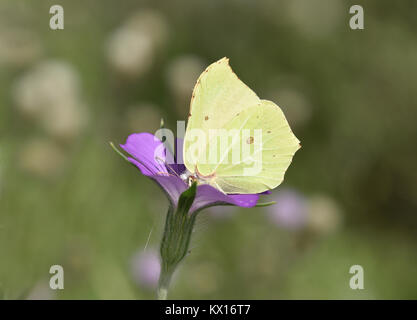 Zitronenfalter - Gonepteryx rhamni Stockfoto