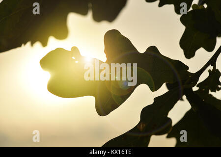 Pedunculate oak - Quercus robur Stockfoto
