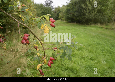 Hundsrose - Rosa canina Stockfoto