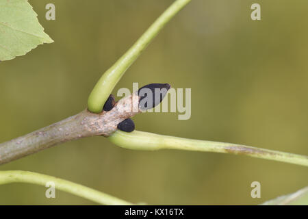 Esche - Fraxinus excelsior Stockfoto