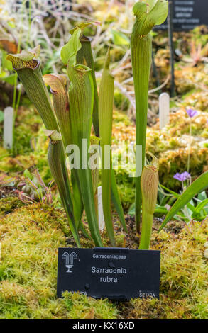 Darlingtonia Californica, weiss auch wie Cobra Lily. Stockfoto