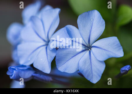 Blaue Blumen close-up mit grünem Hintergrund Stockfoto