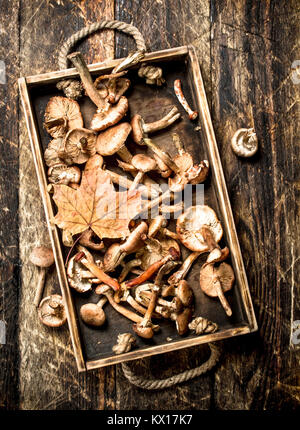 Frische Pilze Honig agaric in einem alten Kasten. Auf einer hölzernen Hintergrund. Stockfoto