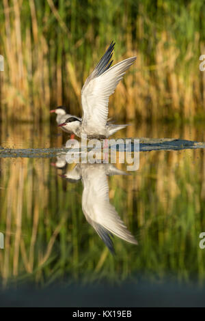 Whiskered tern Chlidonias hybrida, Erwachsene, Baden in der flachen Lagune, Tiszaalpár, Ungarn im Juli. Stockfoto