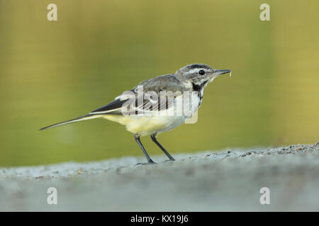 Schafstelze Motacilla flava?, Jugendkriminalität, mit Beute neben flache Lagune, Tiszaalpár, Ungarn im Juli. Stockfoto