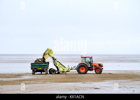 Eine örtliche Behörde Traktor um Rückstände verwendet und entsorgt oder angeschwemmte Unrat Verschmutzen der Strand in Weston-super-Mare, Großbritannien. dessen Belastung eines Anhängers Stockfoto