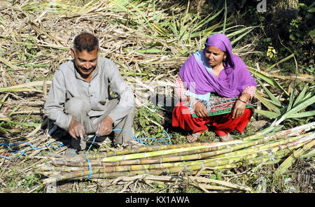 Jammu, Indien. 06 Jan, 2018. Indische Bauern, die in Zuckerrohr Feld am Nachmittag in Jammu. Credit: Shilpa Thakur/Pacific Press/Alamy leben Nachrichten Stockfoto