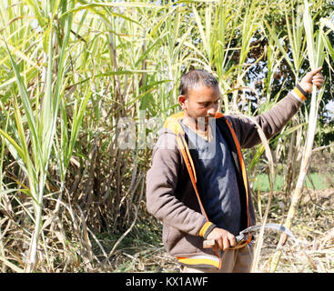 Jammu, Indien. 06 Jan, 2018. Indische Bauern, die in Zuckerrohr Feld am Nachmittag in Jammu. Credit: Shilpa Thakur/Pacific Press/Alamy leben Nachrichten Stockfoto