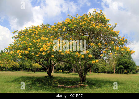 Akazie mit gelben Blumen auf dem grünen Rasen Stockfoto