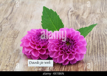 Dank je wel (Danke in Niederländisch) mit zwei Pink Dahlia Blumen Stockfoto