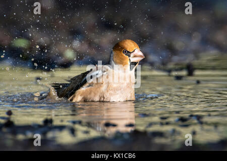 (Hawfinch Coccothraustes coccothraustes) Waschen in einem Waldgebiet Pfütze Stockfoto