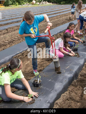 Kinder Freiwillige aus einer örtlichen Schule auf dem Bauernhof, das Gemüse für die Worcester Food Coop arbeiten Stockfoto