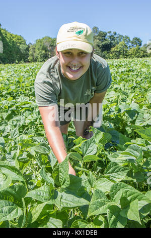 Eine womanl auf dem Bauernhof produziert, dass Gemüse für die Worcester Food Coop arbeiten Stockfoto