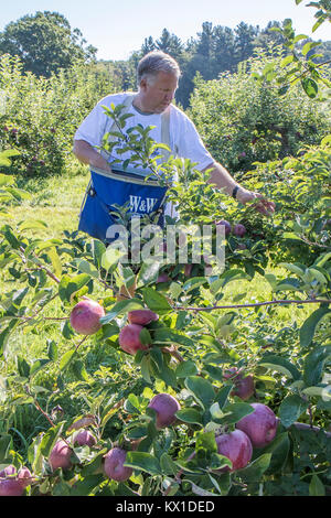 Die Menschen auf dem Bauernhof produziert, dass Äpfel für die Worcester Food Coop arbeiten Stockfoto